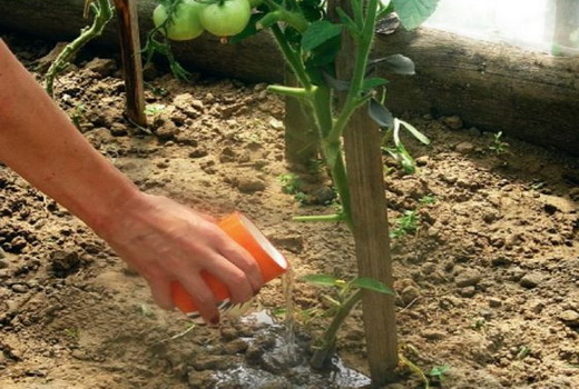 Полив помидоров под корень
