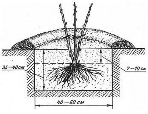 Особенности посадки смородины весной