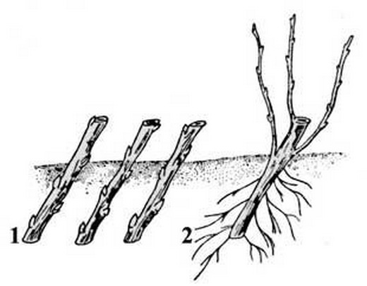 Посадка черенков смородины