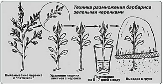 Размножение барбариса черенками