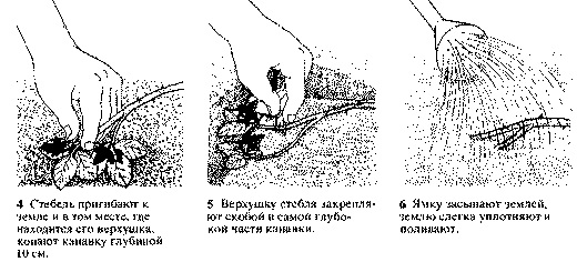 Схема укоренения верхушек