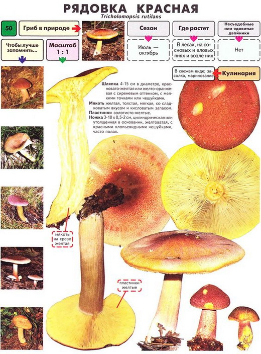 Характеристика гриба Рядовка красная