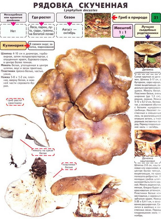 Характеристика гриба рядовка скученная