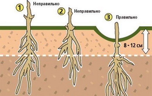 Схема посадки клематиса