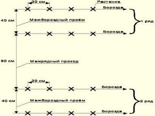 Схема посадки огурцов в теплице