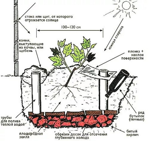 Схема посадки саженца винограда