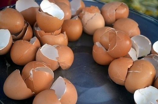 Скорлупа сырых яиц для удобрения