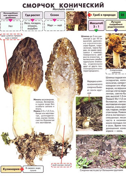 Описание сморчка конического