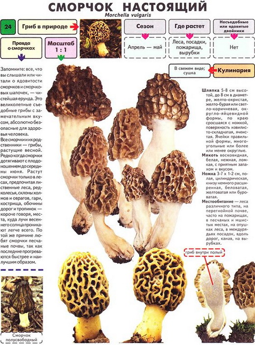 Описание сморчка настоящего