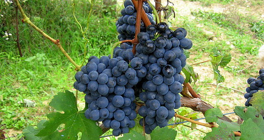 Виноград сорта Барбера