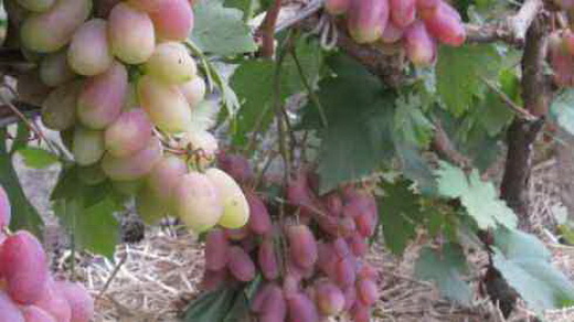 Виноград сорта Сенсо