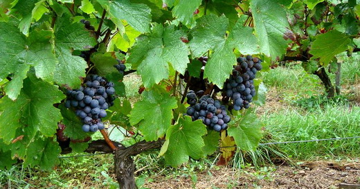 Виноград сорта Гаме