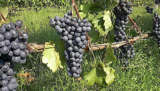 Виноград сорта Агриоргитико