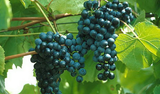 Виноград сорта Буффало