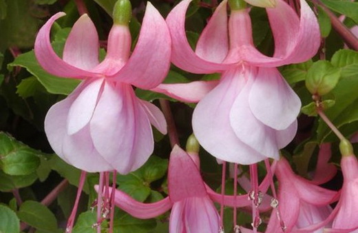 Фуксия Cloverdale Pearl