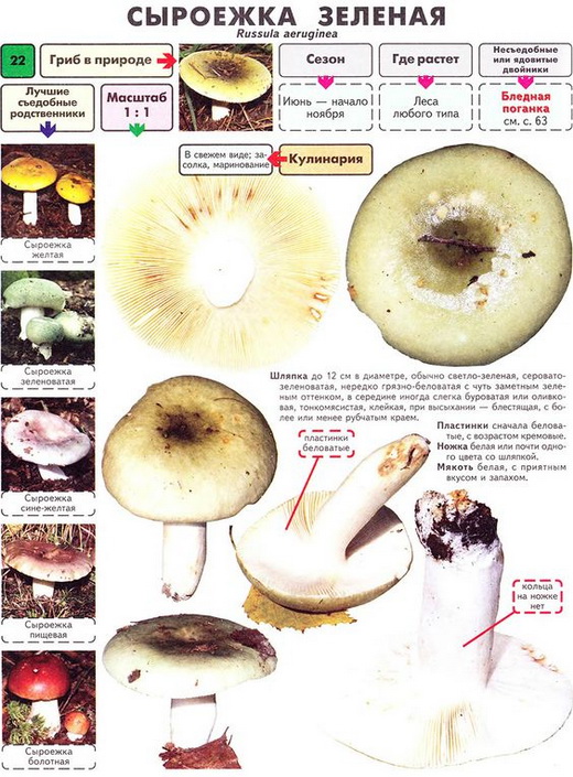 Описание вида сыроежка зеленая