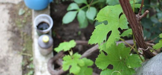 Удобрения для корневой подкормки винограда
