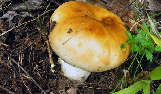 Внешний вид грибов валуев