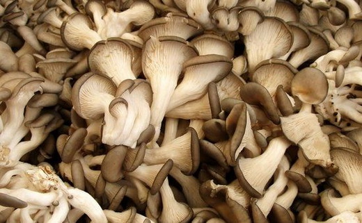Полезные свойства гриба вешенки