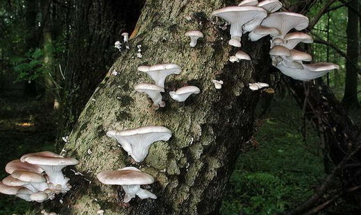 Описание гриба вешенки осенней