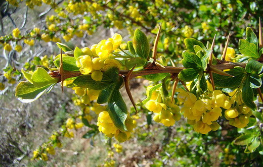 Сорт барбариса Berberis vulgaris f. Aureo-marginata