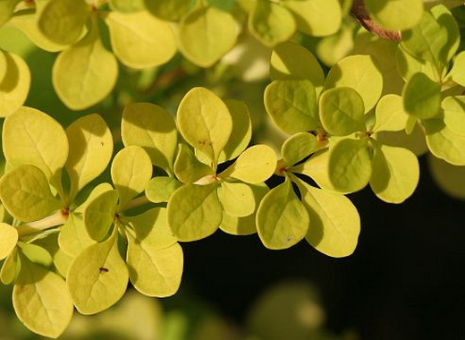 Вид барбариса Тунберга Berberis thunbergii f. Aurea