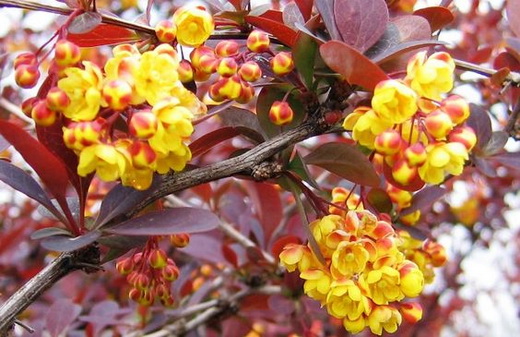 Сорт барбариса Berberis vulgaris f. atropurpurea