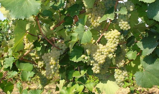 Виноград сорта Алиготе