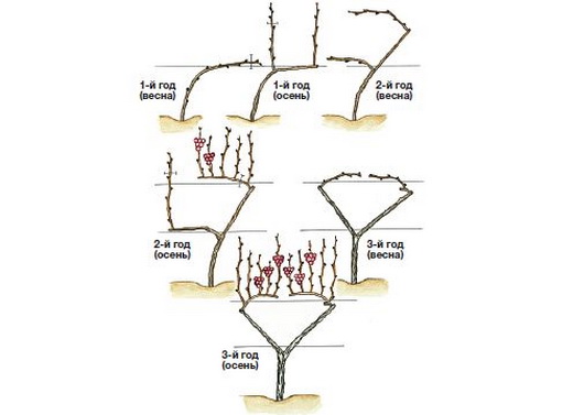 Веерное подвязывание и обрезка винограда