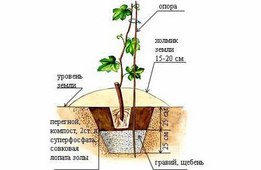 Посадка саженца винограда в грунт