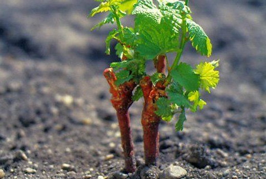 Вертикальная технология выращивания винограда
