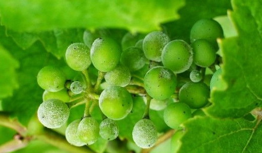 Борьба с болезнями винограда при выращивании