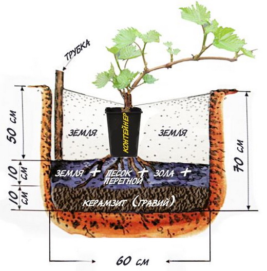 Правила посадки винограда в открытом грунте