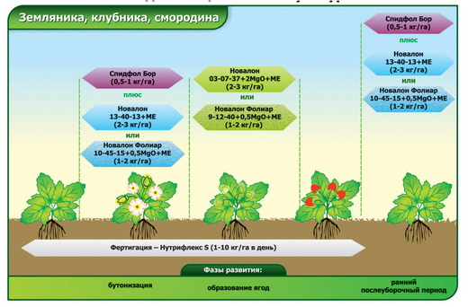 Удобрение для земляники
