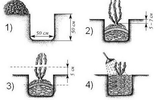 Схема посадки крыжовника