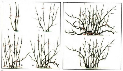 Обрезка для ухода за крыжовником