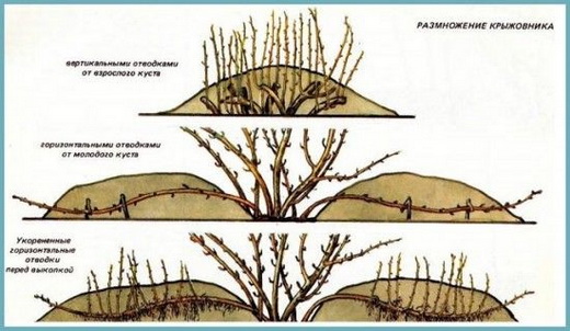 Схемы размножения крыжовника