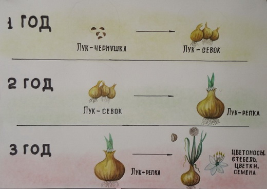 Этапы выращивания лука