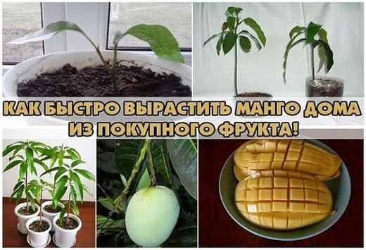 Этапы выращивания манго из косточки