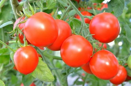 Здоровые помидоры