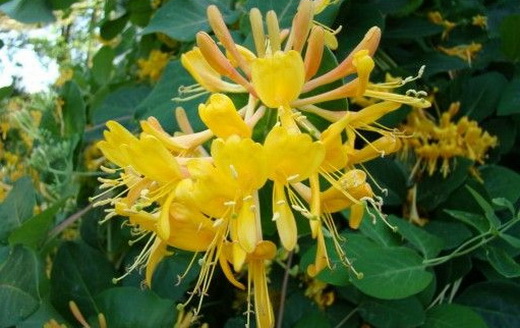 Жимолость Lonicera tragophylla