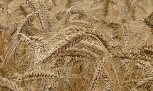 Зрелая пшеница